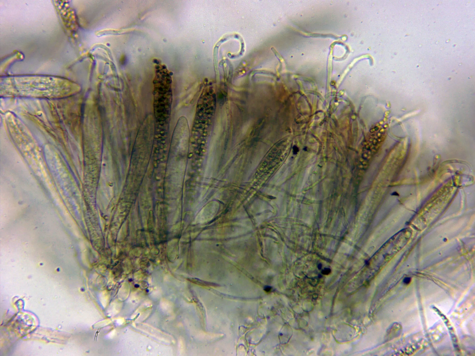 Microscopía de Spathularia rufa - 10 - Ascas y paráfisis x 400